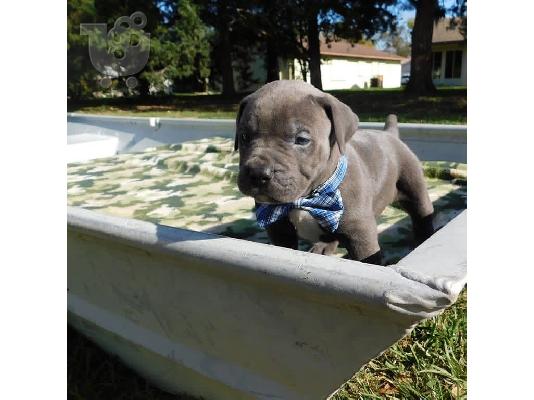 Pitbull